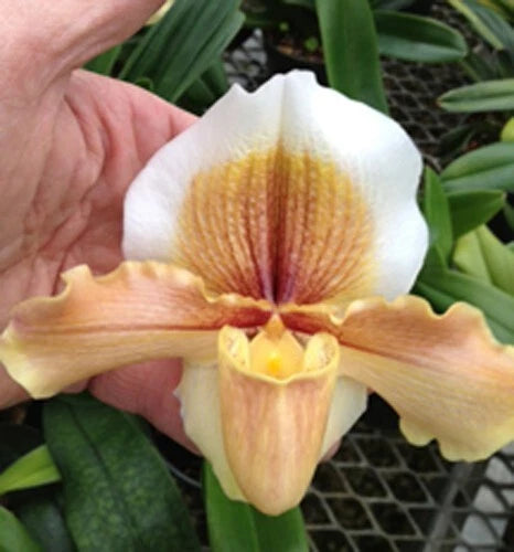 Orchid flower with white petals and yellow lip, orange streaks and pointed center