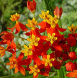 BLOOD FLOWER SEEDS 100+ "TROPICAL MILKWEED" annual FLOWER garden FREE SHIPPING Garden Plants