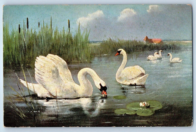 Antique postcard of pond swans and water lilies with lily pads and flowers