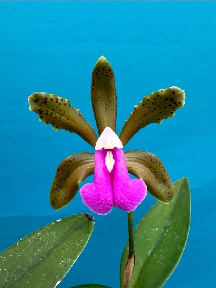 Potted orchid with speckled yellow-green petals and pink-purple white center flowers.