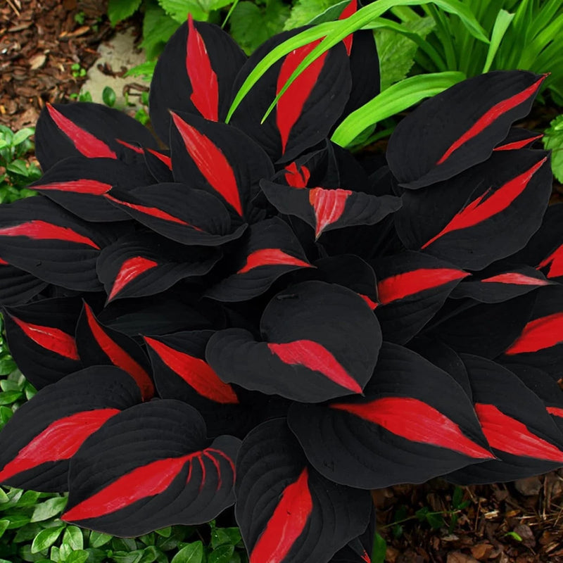 200 Hosta Seeds - Non-GMO Black Red Hostas Plants Seeds for Planting  Perennial Flowering Plants