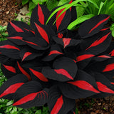 200 Hosta Seeds - Non-GMO Black Red Hostas Plants Seeds for Planting  Perennial Flowering Plants