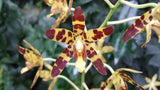 Ansellia africana Gold Brown Yellow NBS Large Orchid Species 2 New Growths 4Ó Pt Orchids