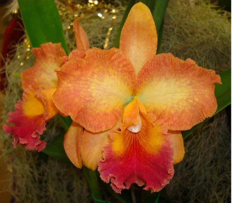Orange and red orchid flowers with yellow centers and green leaves