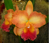 Rlc Memoria Roy Field X Raven Rock 'Hackneau' Large Red Orange Orchid Eros 7Ó Pt Orchids