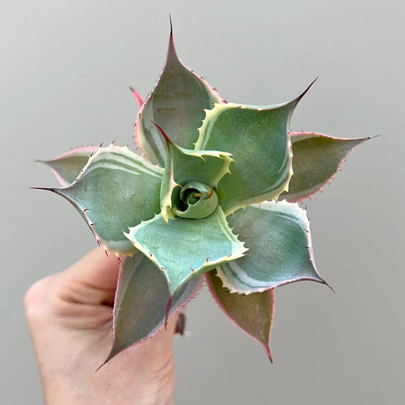 6CM Succulent Agave Plant Agave Potatorum Hybrid Agavaceae Home Garden Beautiful Garden Plants
