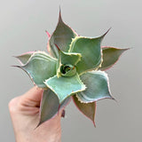 6CM Succulent Agave Plant Agave Potatorum Hybrid Agavaceae Home Garden Beautiful Garden Plants