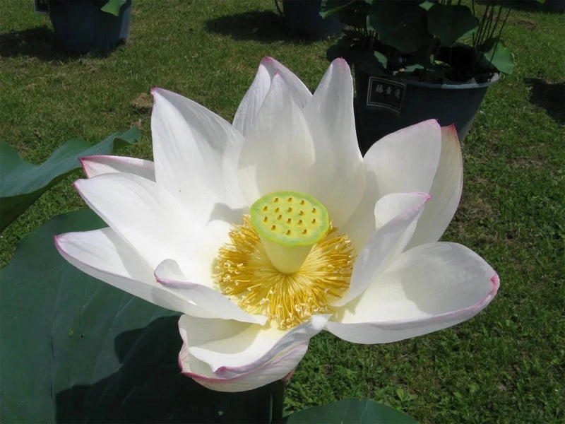 Nelumbo nucifera White, Aquatic Lily Flower, Sacred Lotus - 5 Se eds Lily