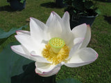 Nelumbo nucifera White, Aquatic Lily Flower, Sacred Lotus - 5 Se eds Lily