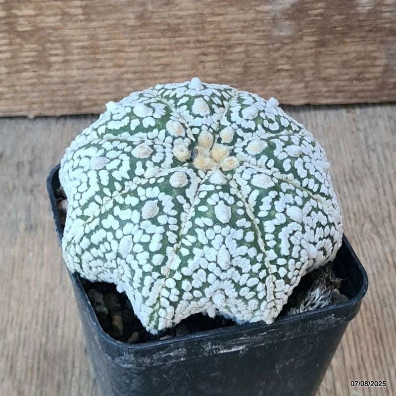 D5780 ASTROPHYTUM SUPERKABUTO STAR SHAPE pot8-H6-W10 cm MaMa Cactus Green Plant
