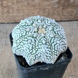 D5780 ASTROPHYTUM SUPERKABUTO STAR SHAPE pot8-H6-W10 cm MaMa Cactus Green Plant