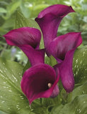 Calla lily Holland Imported Flower Bulbs For Home and Gardening 1 (Dark Magenta) Lily