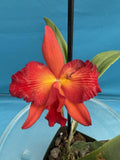 Rth. Happy Happy Joy Joy ÕKilaueaÕ Orange Red Yellow Blooming Orchid Eros 4Ó Pot Orchids