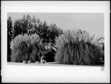 Pampas grass on west side of Figueroa Street south of Pico Bouleva - Old Photo Pampas Grass