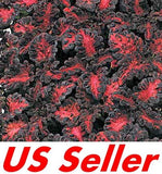 50+ Seeds Black Dragon Coleus Flower B92, Shade Loving Annual US Seller Garden Plants
