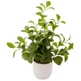 19'' Artificial Ficus Plant in White Textured Ceramic Pot Realistic Faux Gree... Green Plant