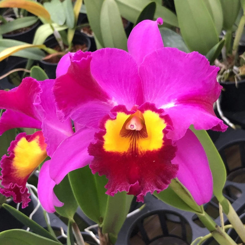 Magenta orchid bloom with yellow center and ruffled petals