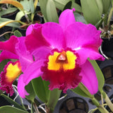 FRAGRANT ~ Cattleya Ortchid ~ Rlc Dick Smith 'Dark Beauty' ~ 5" Pot ~ Bloom Size Orchids