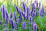 1000 TRUE BLUE HYSSOP Hyssopus Officinalis Thymus Herb Blue Violet Flower Seeds Flowering Plants