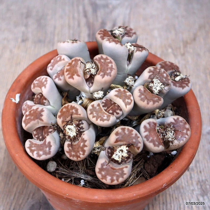 Lithops hallii cluster succulent in terracotta pot, mottled white and brown ovals