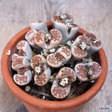 A7169 LITHOPS HALLII CLUSTER pot14-H7-W13 cm MaMa Cactus Green Plant