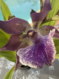 Orchid Plant Zigo Blue bird 1 small starter bulb bare root Orchids