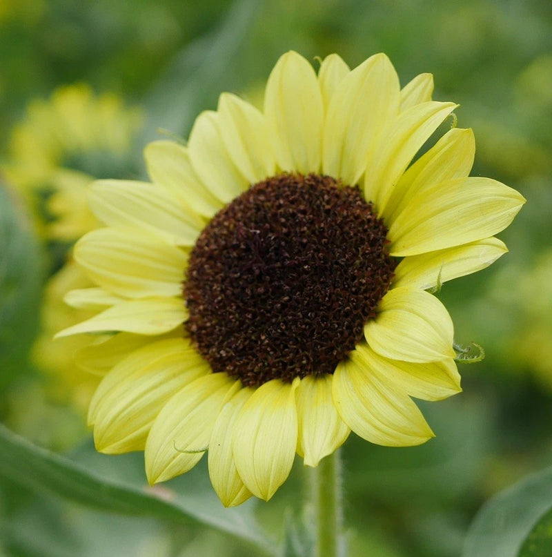 Vibrant Lemon Queen Sunflower Seeds for Planting - Non GMO Attracts Pollinators Sunflower