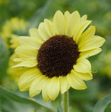 Vibrant Lemon Queen Sunflower Seeds for Planting - Non GMO Attracts Pollinators Sunflower