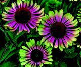 20 Green Twister Purple Cone Flowers garden flower seeds for spring summer gmo Garden Plants