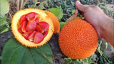 Momordica Cochinchinensis 2 Seeds, Edible Gac Fruit Vine Spiny Bitter Gourd Flowering Plants