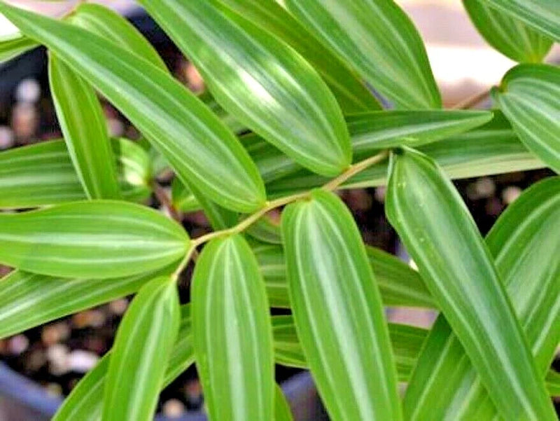 15 SILVER STRIPED SOLOMONS SEAL SEEDS - Polygonatum falcatum 'Silver Lining' Garden Plants