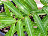 15 SILVER STRIPED SOLOMONS SEAL SEEDS - Polygonatum falcatum 'Silver Lining' Garden Plants