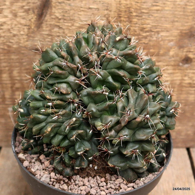 D3851 GYMNOCALYCIUM BALDIANUM CRESTED 20 YEARS OLD pot12-H15-W17 cm MaMa Cactus Green Plant