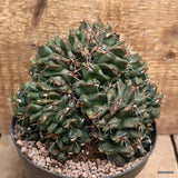 D3851 GYMNOCALYCIUM BALDIANUM CRESTED 20 YEARS OLD pot12-H15-W17 cm MaMa Cactus Green Plant