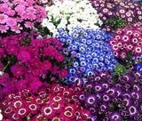 CINENARIA HYBRIDS MIX Mix Cineraria Cruenta Amigo - 50 Bulk Seeds Garden Plants
