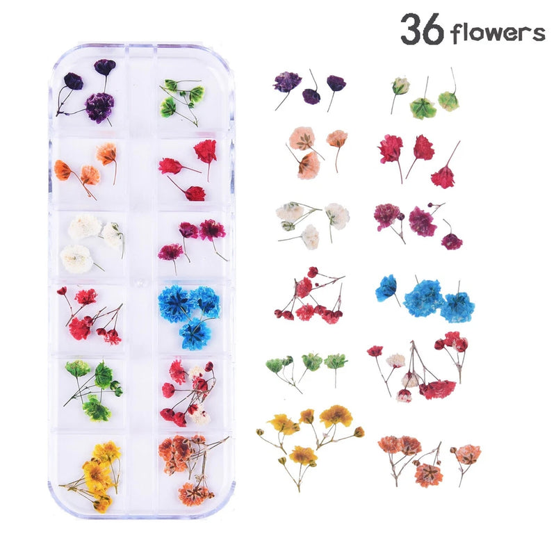 36PCS Real Pressed Dry Mixed flowers with stem collection, 12 colors FCD504 #14 Dried Flower