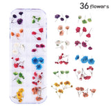 36PCS Real Pressed Dry Mixed flowers with stem collection, 12 colors FCD504 #14 Dried Flower
