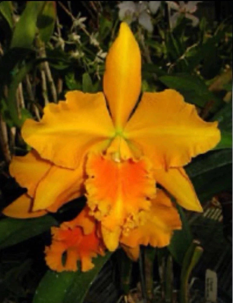 Yellow and orange orchid hybrid flower with ruffled petals