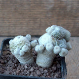 D6817 EPITHELANTHA MICROMERIS MONSTER CRESTED pot7-H6-W8 cm MaMa Cactus Green Plant