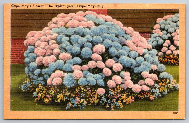 c1940s Cape May NJ Hydrangea Flower Vintage Postcard Hydrangea