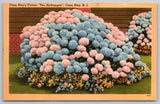c1940s Cape May NJ Hydrangea Flower Vintage Postcard Hydrangea