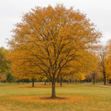 Live Hackberry Plant Ð 2Ð3 ft Tall Ð Shade Tree Ð Perfect for Garden & Landscape Garden Plants