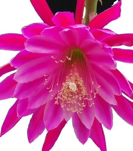 Orchid cactus flower with bright pink petals and yellow center stamens
