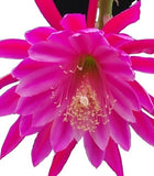 Epiphyllum, Orchid Cactus, " NELSON'S PRIDE ", Don's Quart pots APRIL/1 Orchids