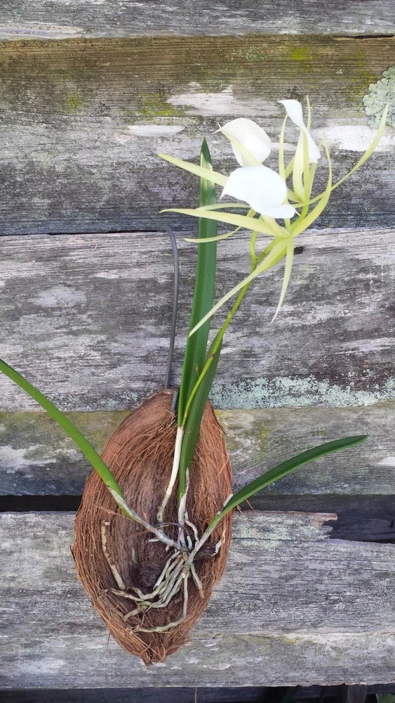 Orchid Brassavola nodosa Little Stars mounted on coconut husk Tropical Plant Orchids