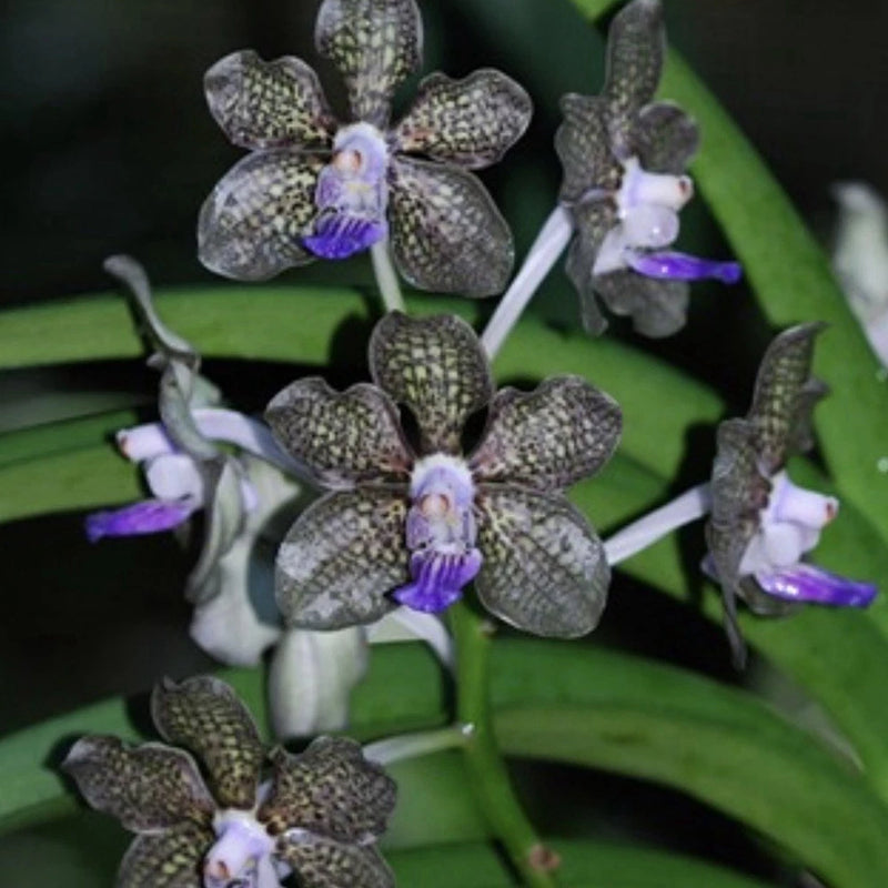 Orchid - Vanda Mini Palmer (Live Plant 4Ó) Orchids
