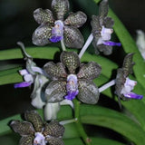 Orchid - Vanda Mini Palmer (Live Plant 4Ó) Orchids