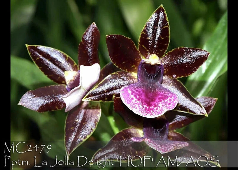 Burgundy orchid flowers with white and purple centers on a plant