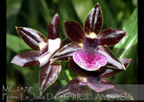 Burgundy orchid flowers with white and purple centers on a plant