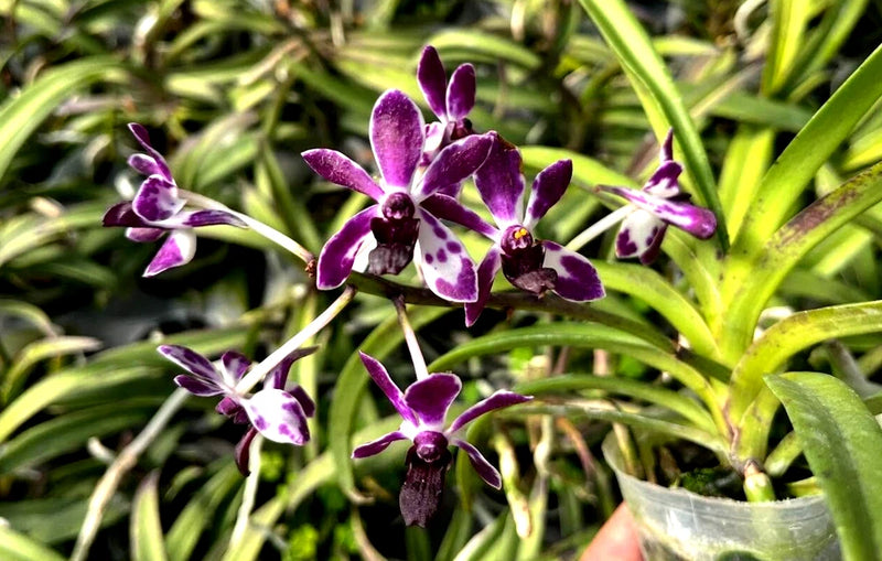 Violet Queen orchid flowers with purple petals and white speckles, on green leaves